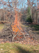 brush pile fire starting- last oct