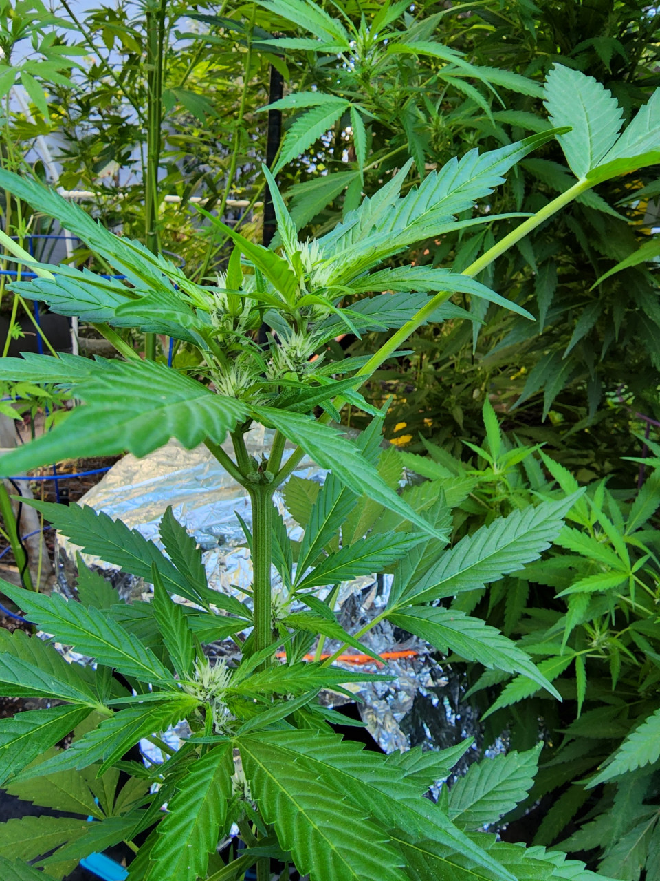 52 Days From Pop