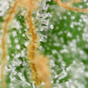 Crystal Clear in week 11 of flower.