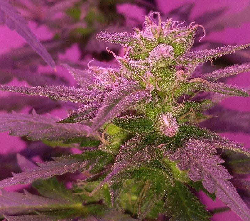 White Fire OG X Cherry Bomb CS project