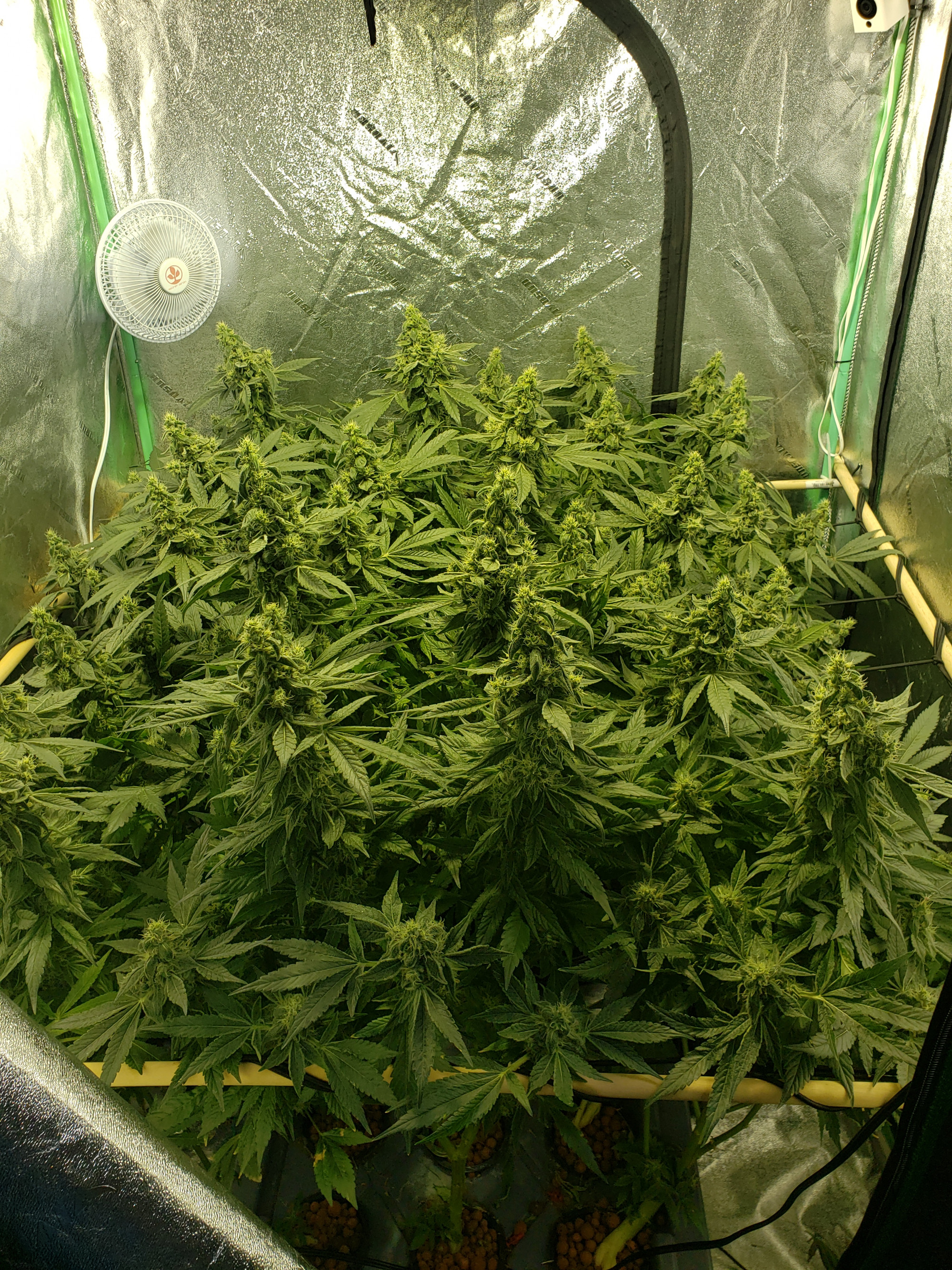 last grow, rdwc, 4x4, Amnesia