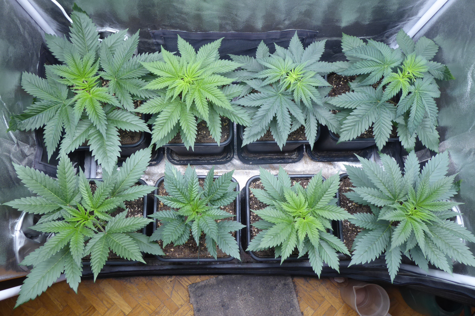 Dr. Bruce Banner CBD r1 & s1 - Day 25