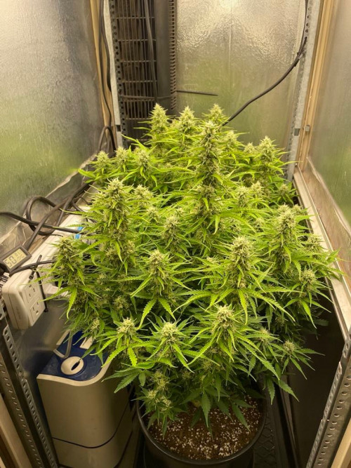 Grollia Cookies Autoflower