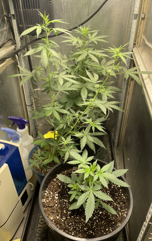 Indoor grow