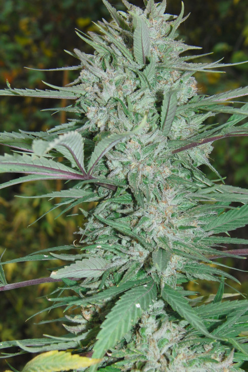 Crazy Grow