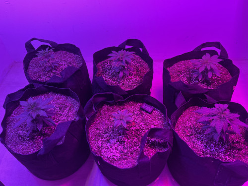 New Grow