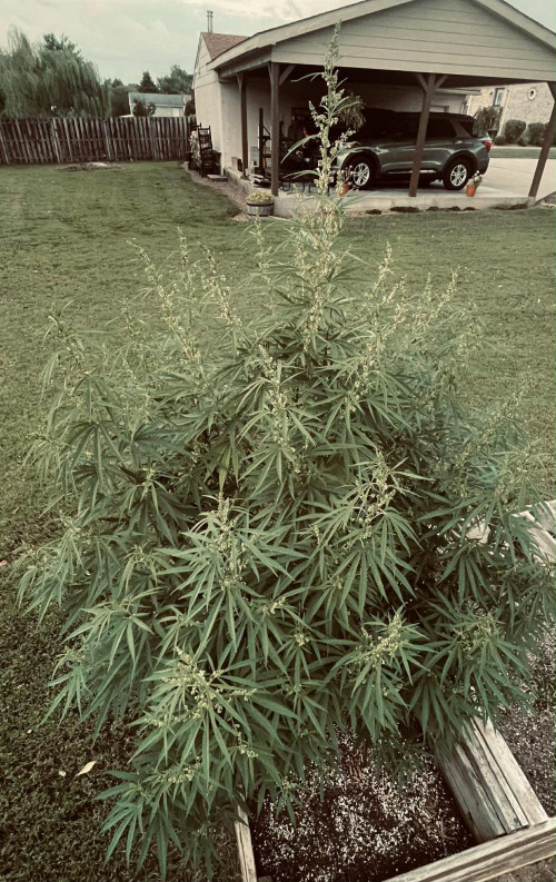 Anyone need a seed